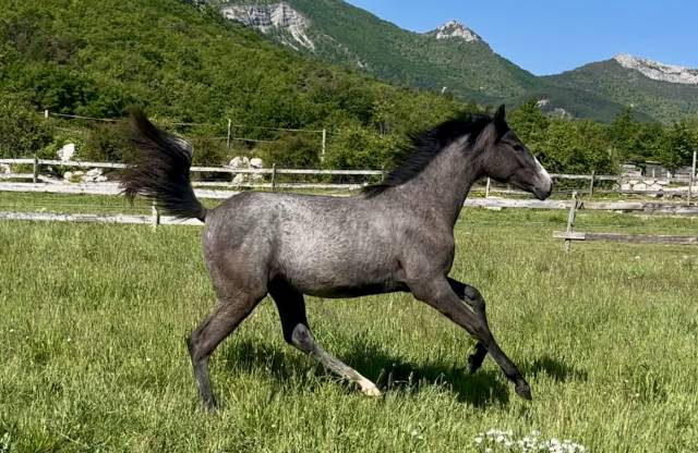 Filly Hanoverian For sale 2024 Black
