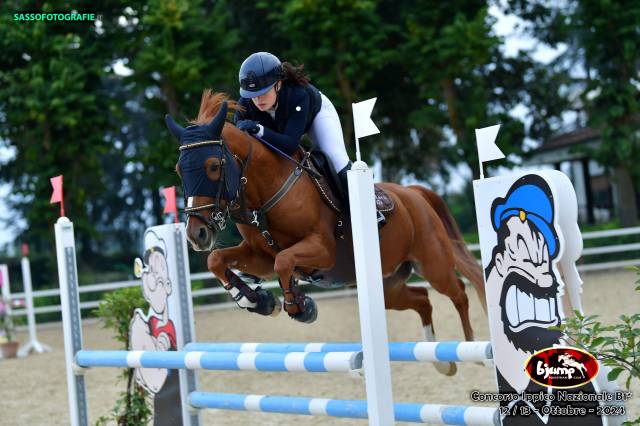 Gelding Other Pony Breed For sale 2014 Chesnut