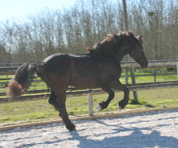 Filly Friesian For sale 2022 Black