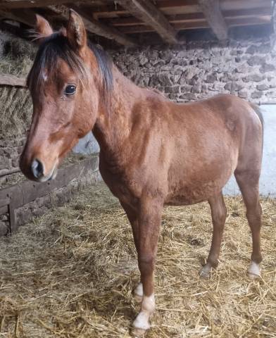 Colt Arabian For sale 2023 Bay