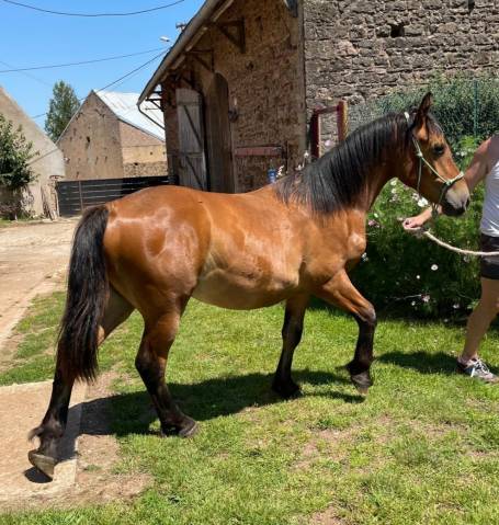 Gelding Arabian Half Blood For sale 2023 Bay
