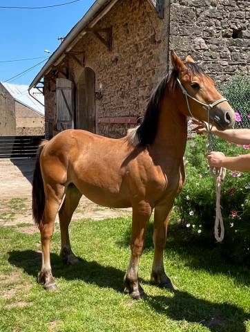 Gelding Arabian Half Blood For sale 2023 Bay