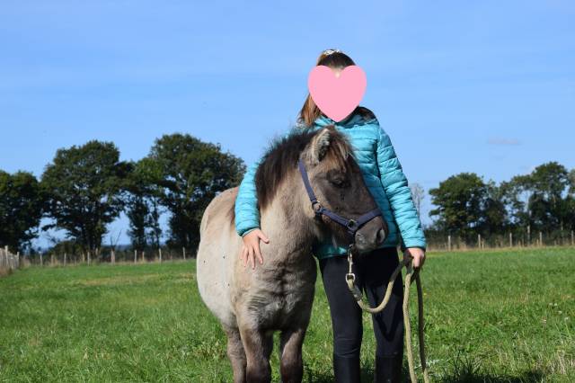 Colt Shetland Pony For sale 2024 Grullo