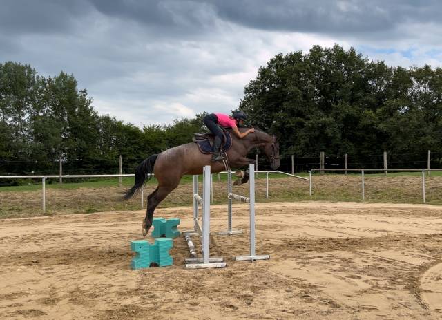 Mare AES Anglo European Studbook For sale 2020 Other color