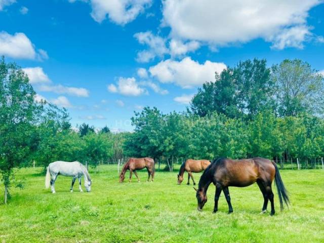 Equestrian property  Hérault