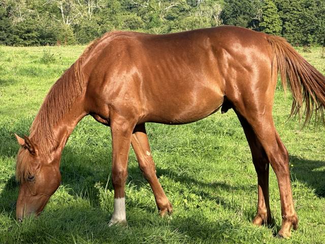Colt Selle Français For sale 2023 Chesnut