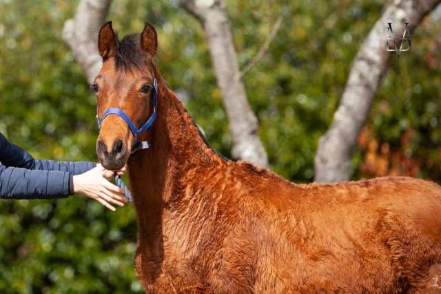 Colt PRE Pure Spanish Bred For sale 2024 Bay