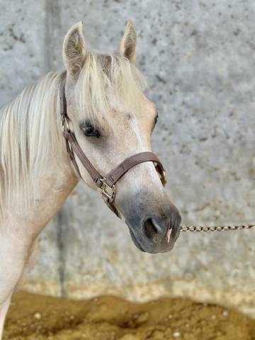 Colt Welsh Part Bred For sale 2023 Palomino