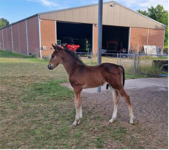 Colt sBs Belgian Warmblood For sale 2025 Bay