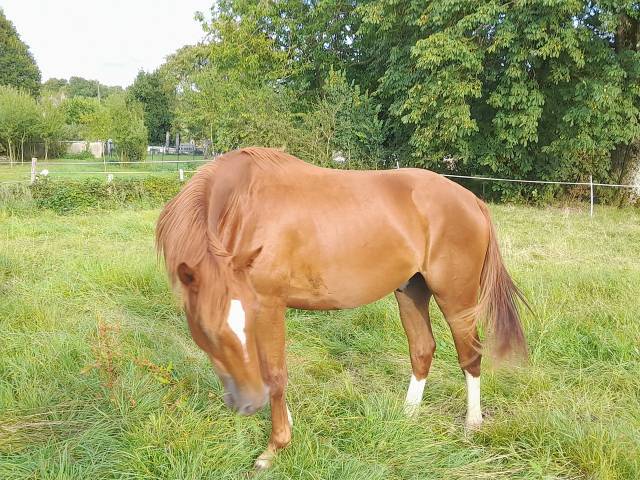 Gelding Selle Français For sale 2022 Chesnut