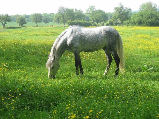 Gelding Spanish Norman  Part-Livery 2001 Grey