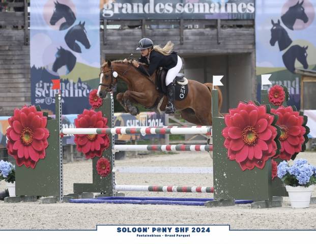 Mare French Saddle Pony For sale 2017 Chesnut