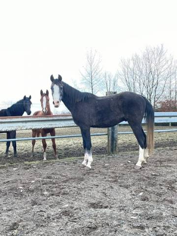 Gelding Arabian For sale 2021 Grey
