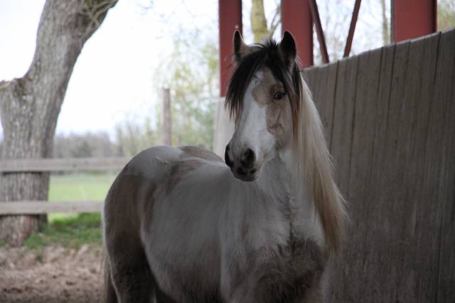 Cairnview Milo  - Irish Cob 2022 by Cairnview Forest