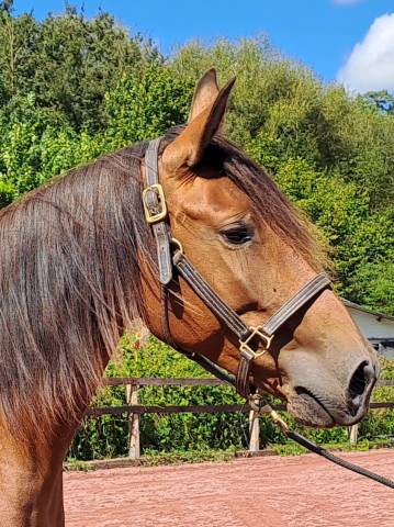 Mare Lusitano For sale 2018 Bay