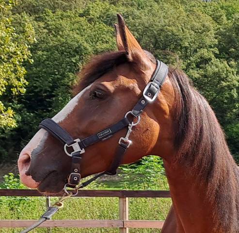 Mare Lusitano For sale 2017 Bay
