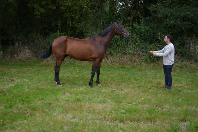 Gelding French Trotter For sale 2019 Bay