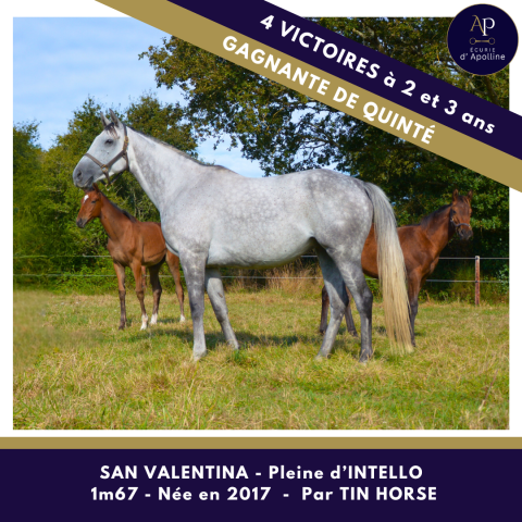 Broodmare Thoroughbred For sale 2017 Grey
