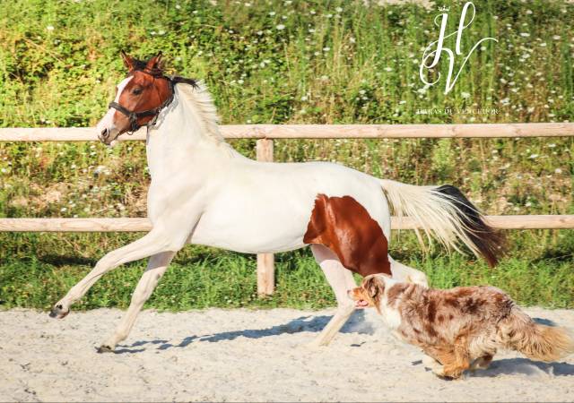 Filly KWPN Dutch Warmblood For sale 2023 Tobiano