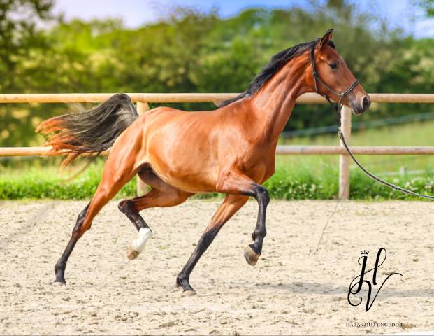 Filly AES Anglo European Studbook For sale 2022 Bay