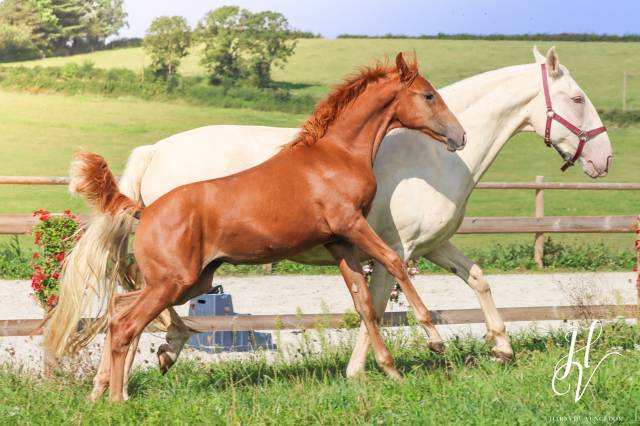Filly KWPN Dutch Warmblood For sale 2024 Chesnut