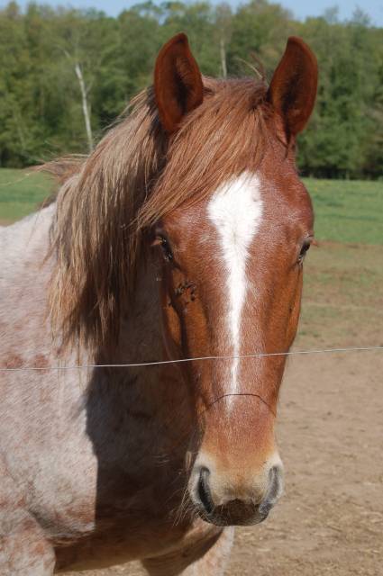 Gelding Breton Heavy Draft For sale 2017 Red roan
