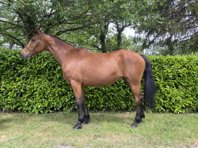 Broodmare No Origin Recorded For sale 2012 Bay