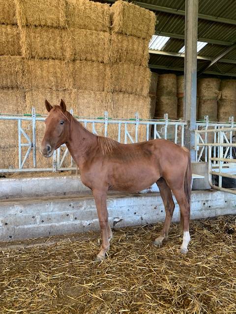 Gelding Selle Français For sale 2022 Chesnut