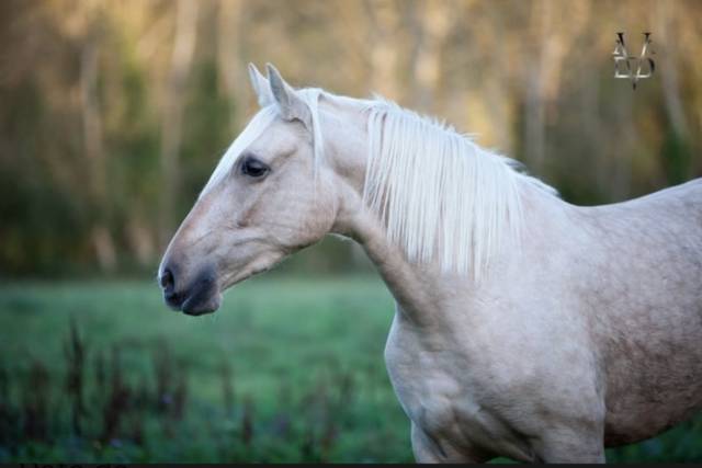 Mare PRE Pure Spanish Bred For sale 2019 Palomino