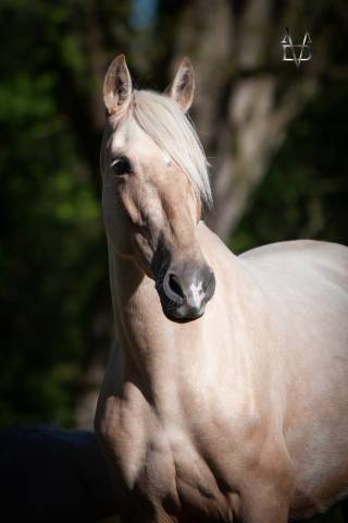 Mare PRE Pure Spanish Bred For sale 2019 Palomino
