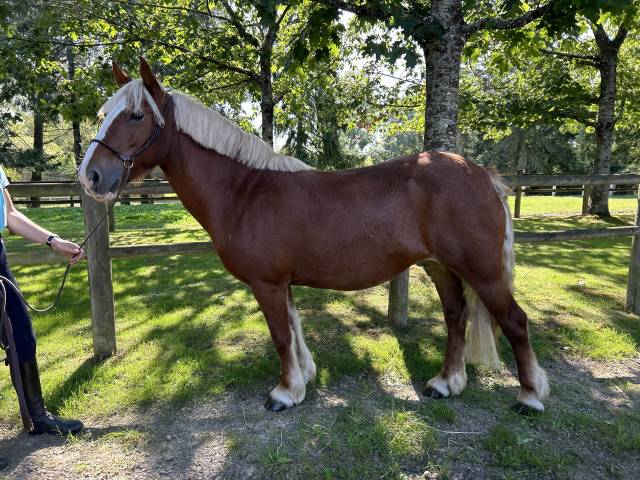 Mare No Origin Recorded For sale 2015 Silver dapple