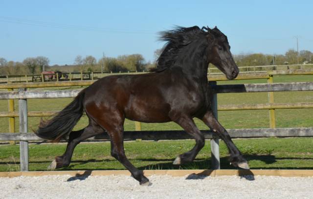 Filly Friesian For sale 2023 Black