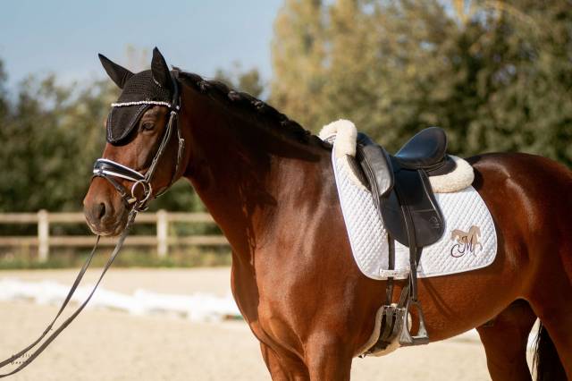 Gelding PRE Pure Spanish Bred For sale 2016 Bay