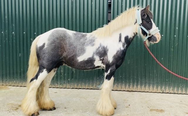 Gelding No Origin Recorded For sale 2015 Coloured
