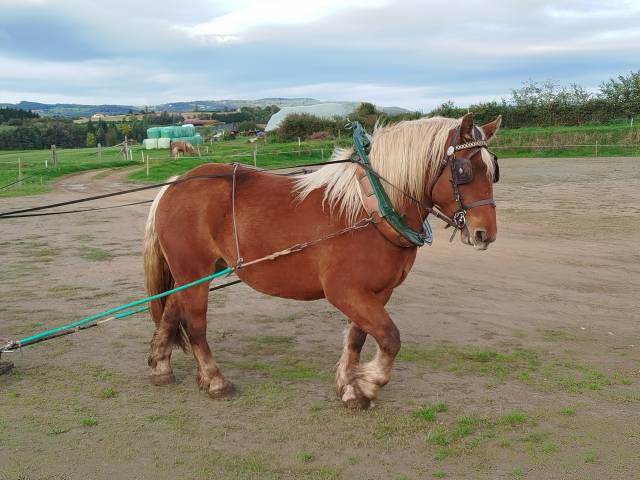 Mare Comtois For sale 2020 Chesnut