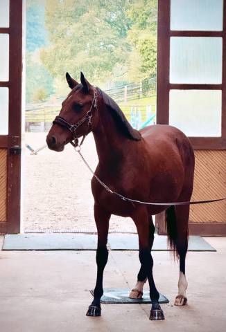 Filly Zangersheide For sale 2023 Bay
