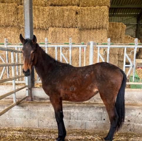 Gelding Selle Français For sale 2023 Bay