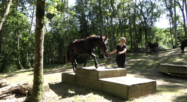 Gelding Mérens For sale 2022 Black