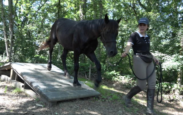 Gelding Mérens For sale 2022 Black