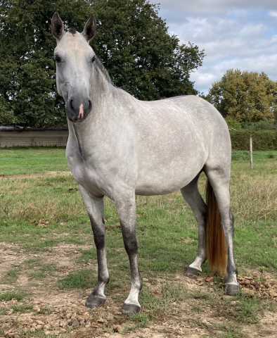 Broodmare Lusitano For sale 2020 Grey