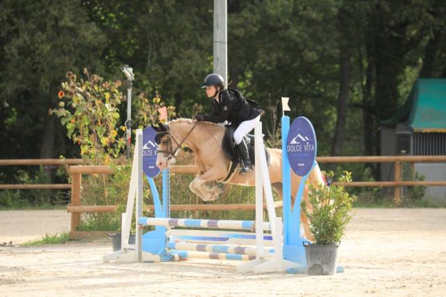 Mare Welsh Pony (Section C) For sale 2019 Palomino