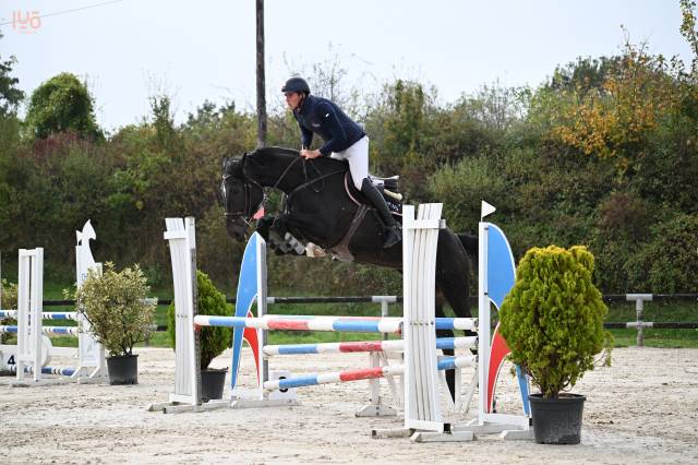 Gelding Zangersheide For sale 2019 Black