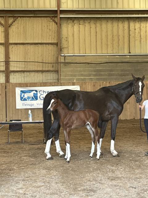 Broodmare Selle Français For sale 2009 Liver chestnut