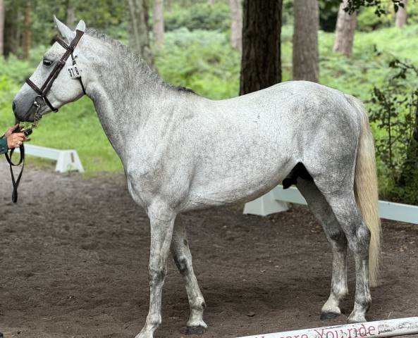 Indigo des Rochettes - French Saddle Pony 2018 by MELVIN CANDY