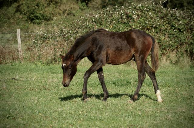 Colt New Forest For sale 2024 Dark Bay