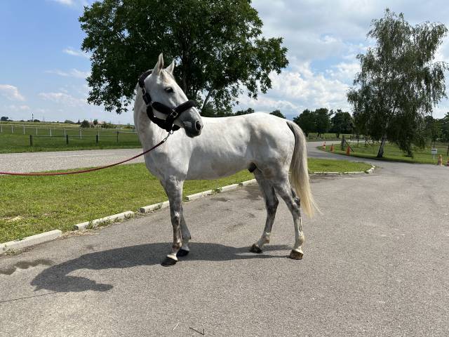 Gelding Selle Français For sale 2015 Grey