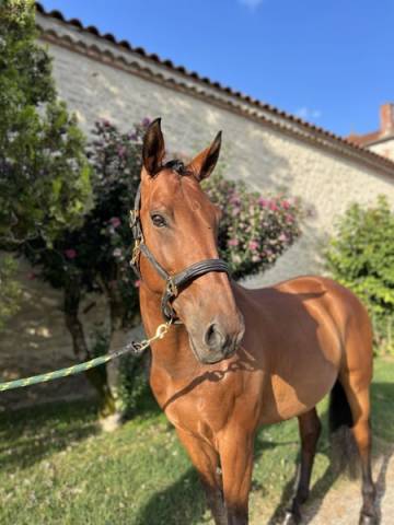 Gelding Lusitano For sale 2015 Bay