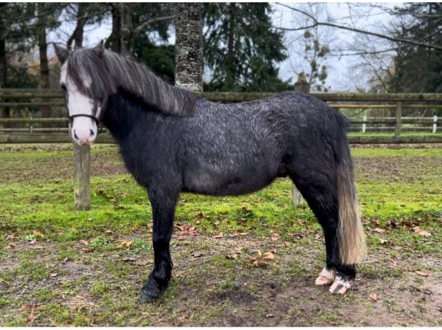 Gelding Kerry Bog For sale 2019 Grey