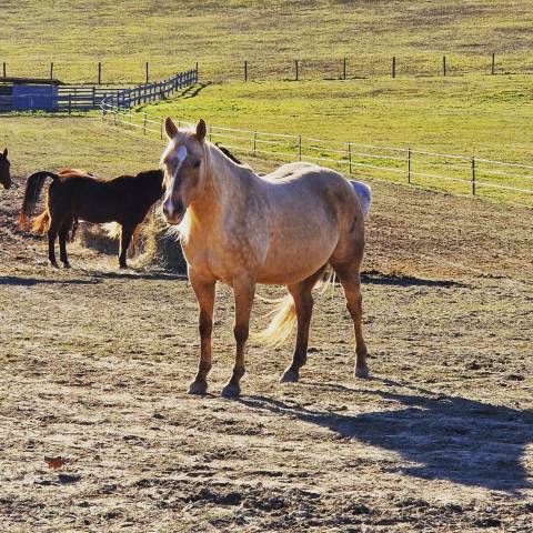 Mare Quarter For sale 2018 Palomino