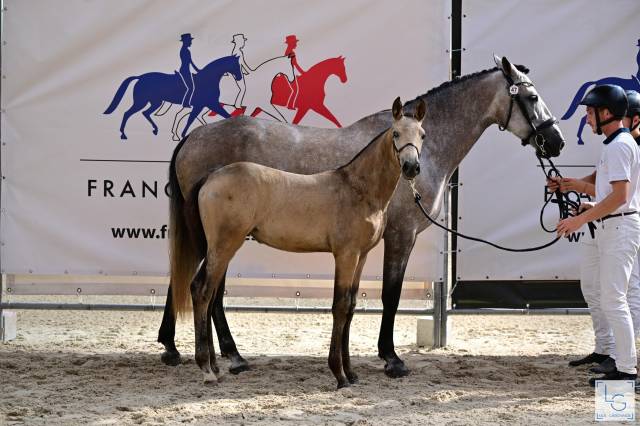 Mare CDF - French Dressage Horse For sale 2024 Buckskin